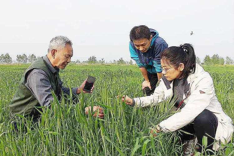 之子"2012年度农业科技人物,多年来潜心研究和推广低碳套稻免耕技术